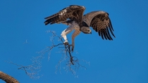 Martial Eagle Polemaetus bellicosus building a nest 