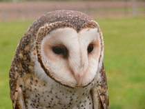 Masked owl 