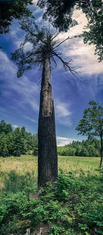 Massive pine tree in Frontenac Provincial Park Ontario Canada  OC