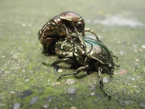 Mating Chinese beetles 