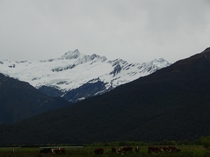 Matukituki Station cows grazing on the river flats in front of the Avalanche Glacier and Mt Avalanche m and the Mighty Mount AspiringTititea m the highest peak outside of the Mount CookAoraki region 