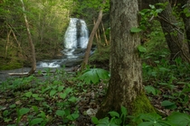 Mayapples and waterfalls A lush Spring afternoon in Ithaca NY OC