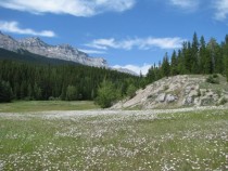 Meadow near Banff Alberta Canada 