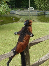 Meditating Lemur Eulemur rufus 