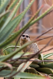 Meerkat checking the place out