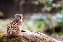 Meerkat on the lookout for hoping a better day to come at Berger Zoo Arnhem The Netherlands