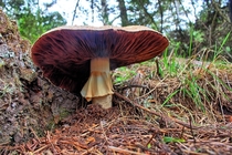Mega Mushroom Sonoma Coast CA 