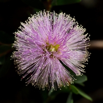Melaleuca nesophila - Found in Busselton Western Australia 
