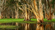 Melaleuca Trees after the rain in Centennial Park Sydney 