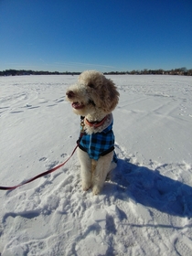 Met this doggo upon a frozen lake