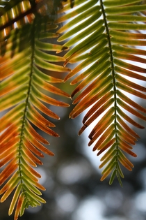 Metasequoia glyptostroboides Dawn Redwood 