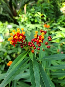 Mexican Butterfly weed
