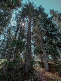Mighty trees of Santa Fe National Forest 