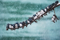 Migrating Tree Swallows During The Winter Time Near The Yukon River By  Keith Williams 