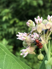 Milkweed and a Red Milkweed Beetle