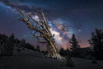 Milky Way above one of the oldest trees in the world - some of these bristlecone pines are over  years old Located in White Mountains of California 