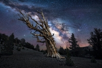 Milky Way above the Ancient Bristlecone Pine Forest in California home to the oldest non-clonal organisms in the world 
