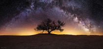 Milky Way arching over a lone tree 