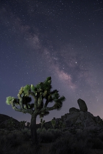 Milky way over Joshua Tree National Park during the super bloom California USA 