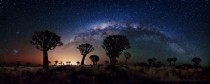 Milky Way over Quiver Tree Forest x