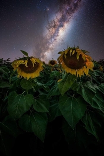 Milky Way over some sunflower fields in NSW Aus 