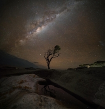 Milky way rising above a lone tree Bay of Fires Australia x OC