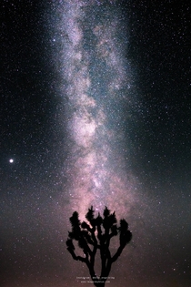 Milky Way rising over a Joshua Tree Joshua Tree National Park CA USA