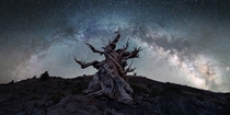 Millenias-old tree under billions of stars in CA 