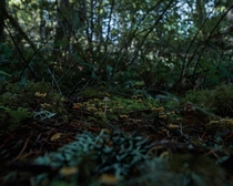 Mini forest Oregon x OC