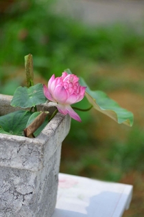 Mini lotus
