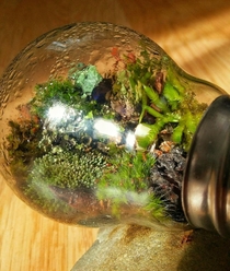 Mini terrarium in a bulb