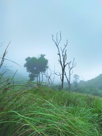 Misty morning at Ponmudi Hillstation Kerala India x 