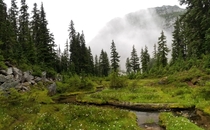 Misty Mountain Meadow in Washingtons Alpine Lakes Wilderness 