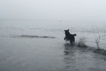 Molly splashing in the sea  by DrewGuitarMan DeviantArt