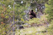 Momma Cinnamon Black Bear and Cub Ursus Americanus 