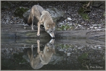 Mongolian Wolf Canis lupus chanco  - Zoo Zrich Switzerland