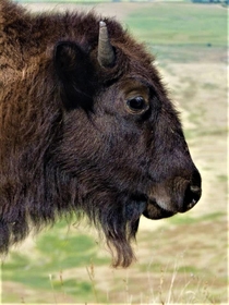 montana buffalo calfx