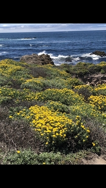 Monterey CA 