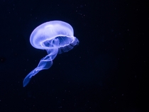 Moon Jellyfish at PPG Aquarium 