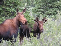 Moose- Denali National Park Alaska 