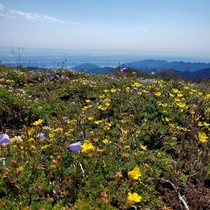 More of Washingtons wildflowers in the Olympics overlooking Puget Sound 