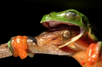 Morelets Tree Frog Agalychnis moreletii being attacked by a Cat-eyed snake Leptodeira splendida by David Maitland 