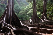 Moreton Bay Fig Trees from Jurassic Park on Kauai Hawaii 