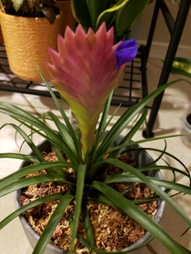 Morning bloom Surprise this morning on my pink quill