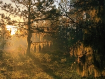 Morning Light at the Swamps Balm FL 