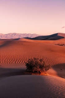 Morning Light Mesquite Flat Sand Dunes 