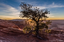 Morning light on tree near Mesa Arch - an amazing view of Canyonlands NP Utah  photo by Hans Kruse