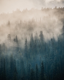 Morning light trying to break through forest fog Banff Canada  IG kylefredrickson