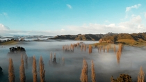 Morning Mist Waitomo NZ 