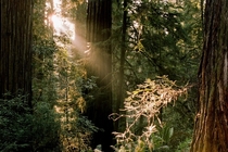 Morning Rays on the Forest Floor Redwood National and State Parks California  IG fstoppable